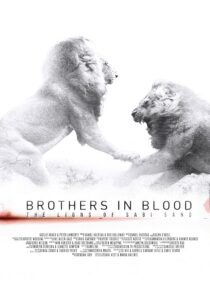 دانلود مستند Brothers in Blood: The Lions of Sabi Sand 2015424819-1832670439