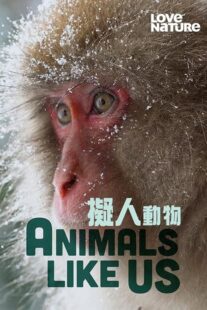دانلود مستند Animals Like Us423066-1757415786